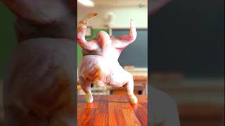 Chiken dance trendingreels trendingshorts trendingvideo trending trendingstatus vairalshorts [upl. by Ahsekahs]