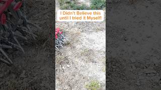 How to Grow Grass in Only a FEW Days garden lawncare lawn lawnmaintenance [upl. by Sidhu153]