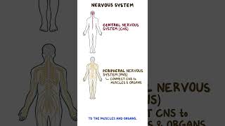 Clinical Cuts Anatomy and physiology of the nervous system [upl. by Brinn344]