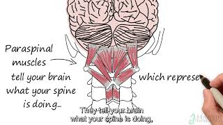 Dr Heidi Haavik PhD DC Research On The Vertebral Subluxation amp Its Effect On The Nervous System [upl. by Eelyak]