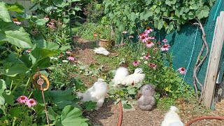 Working in the backyard with bird friends CleaningPlanting Coneflowers [upl. by Llerej]