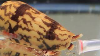 Killer Cone Snails [upl. by Blanc]