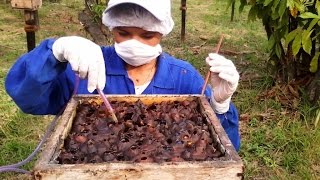 Guía de Iniciación en Apicultura y Meliponicultura  TvAgro por Juan Gonzalo Angel [upl. by Cristine]