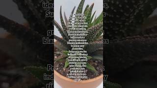 Haworthia fasciata ideal como planta de interior interior interiorplants plantas [upl. by Llain]