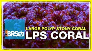 Week 36 LPS coral selection care amp placement  52 Weeks of Reefing [upl. by Ahtnammas]