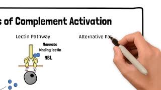 The Three Pathways of Complement Activation [upl. by Francie]