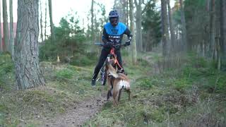 Bikejoring Training On Swedish Trails With My Belgian Malinois [upl. by Arv]