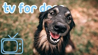 TV for Dogs 8 HOURS of Fun Entertainment for Bored Dogs  Music NEW [upl. by Aicilyt]