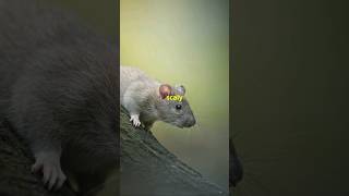 Mouse Vs Rat Vs Mice rat mouse mice [upl. by Adilen]