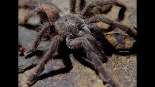 Arboreal Tarantula Caribena laeta Tarántula Arbórea [upl. by Kikelia322]