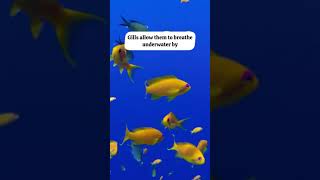 Why Do Fish Have Gills animalfacts facts education [upl. by Hesketh]