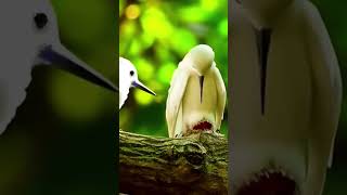 Ep39 Wildlife the Beauty of Animals wildanimal bird discoverwildlife beautifulbird nature [upl. by Yle]