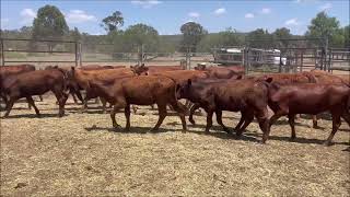 Tallawalla red heifers [upl. by Nedla]