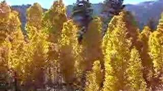 Fall aspen colors at the base of the Tioga Pass [upl. by Eilsel794]