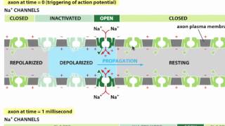 Membrane Proteins II [upl. by Ahsait]