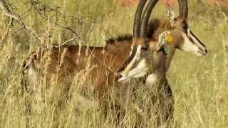 Cottondale Sable Antelope [upl. by Nytsirhc585]