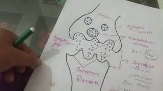 Easy way to learn Steps of Neurohumoral transmission bpharmacy dpharmacy onlineclasses gpat [upl. by Ynohtnael]