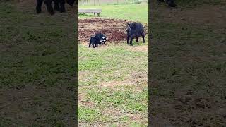 Baby Pygmy Goats Running Jumping And Playing goat cute pygmygoat baby [upl. by Mead920]