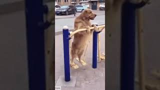 love you dogs 😍viral pets [upl. by Aohk]