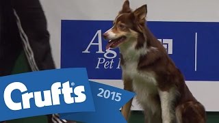 Agility  Championship Final  Crufts 2015 [upl. by Truitt]