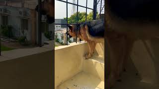 German shepherd dog barking  gsd dog barking  dog barking  puppy barking  Aggressive dog 😡 [upl. by Buckley]