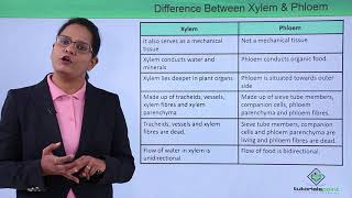 Class10th – Xylem vs Phloem  Xylem Hindi  Tutorials Point [upl. by Ydok]