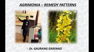 Agrimonia  Remedy Patterns  Dr Gaurang Gaikwad [upl. by Ellehcem]