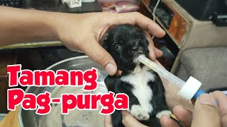 PAANO ANG PAGPURGA NG 2 WEEKS PUPPIES [upl. by Hsiekal]