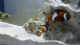 Ocellaris clownfish spawning [upl. by Ailedroc417]