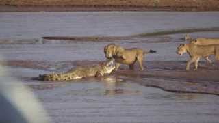 Lions vs Crocodile Fight  Samburu National Reserve Kenya August 6 2014 [upl. by Cadman]