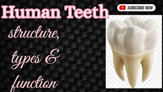 Human Teethstructure amp function explainedHow your teeth worksDental science [upl. by Albright654]