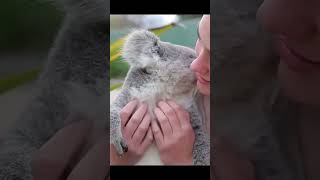 Kind girl rescues koala stuck in fence [upl. by Means]