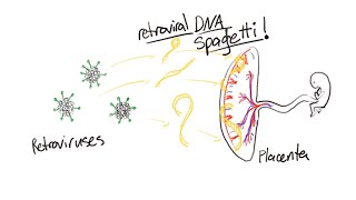 How The Mammal Got Its Placenta [upl. by Aicire983]