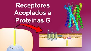 Receptores Acoplados a Proteínas G  Vías de señalización y comunicación celular [upl. by Annayk]