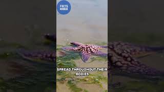 How Starfish Regrow Limbs Incredible Ocean Facts🤯 reels viralvideo viralshorts vtuber shorts [upl. by Yerffoj705]