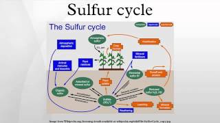 Sulfur cycle [upl. by Nytsyrk]