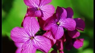 Lunaria annua [upl. by Silverts219]