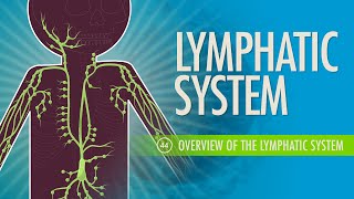 Lymphatic System Crash Course Anatomy amp Physiology 44 [upl. by Tehr]