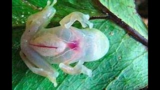 THE GLASS FROG [upl. by Uahc]