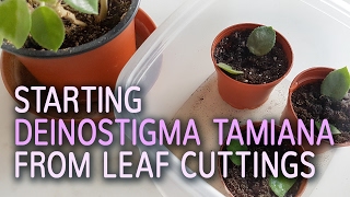 Starting Deinostigma Tamiana From Leaf Cuttings  16012017 [upl. by Jaquenetta]