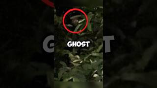 He Saw Ghost On The TreeGhost Story😱scary horror creepy paranormal [upl. by Delacourt]