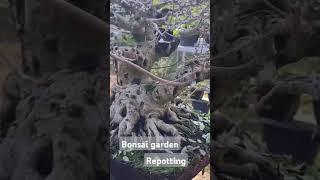 nursery repotting bonsai loa ppbi bonsaitree [upl. by Eremaj]