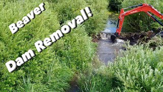 Beaver Dam Removal With Excavator [upl. by Hobart]