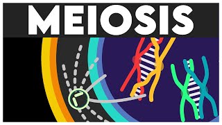 Meiosis Animation  Cell Cycle and Cell Division Class 11  Meiosis I  Meiosis II  NEET 2024 [upl. by Najed]