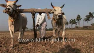 Traditional Vs Modern ploughing methods in India [upl. by Nimrahc336]