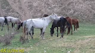 Semental Corindón caballos  Encuentro de primavera con yeguas Cavalos horses [upl. by Albric]