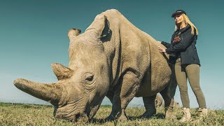 HOW GENETIC ENGINEERING IS SAVING THE LAST TWO NORTHERN WHITE RHINOS on EARTH DeExtinction [upl. by Llenrahc]