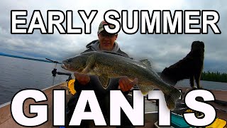 Catch GIANT Early Summer Walleye NOW [upl. by Connelly]