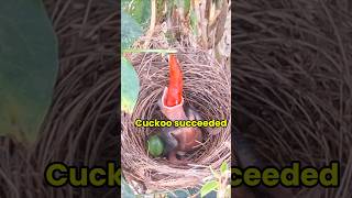 The cuckoo chick managed to swallow the chili [upl. by Eirellav]