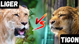 Liger vs Tigon Who is the Strongest Hybrid [upl. by Aeneas]